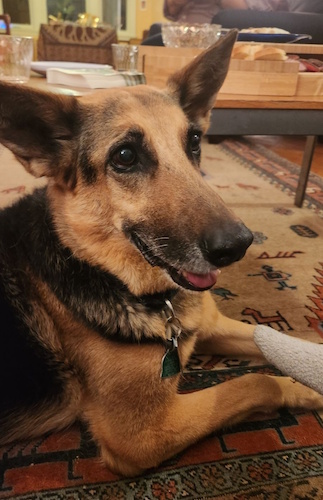 Photo of a German Shepherd