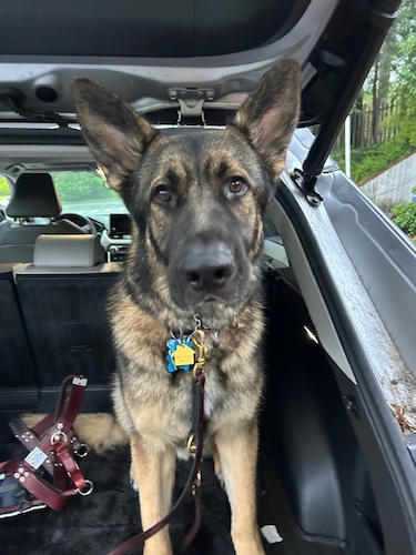 Photo of a German Shepherd in the back of a car