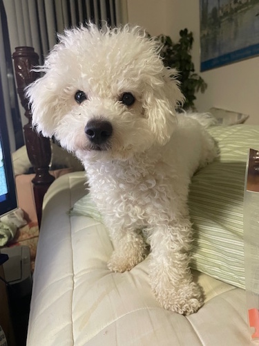 Photo of a Bichon Frise dog