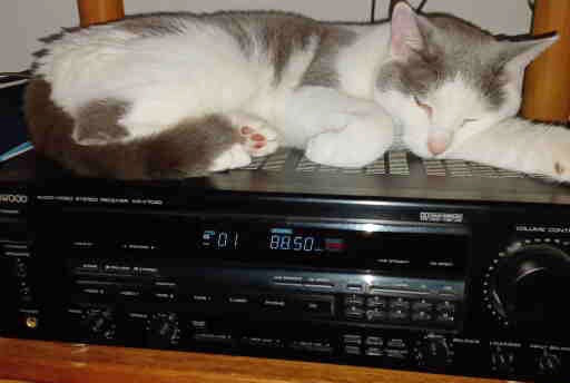 Photo of a grey and white cat lying on a stereo system