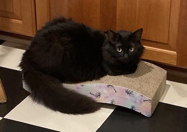 Photo of a black cat on a black and white checkered floor
