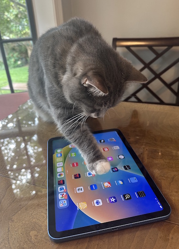 Photo of a grey cat tapping a paw on an ipad