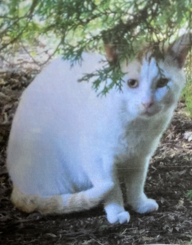 Photo of an orange and white cat peeking out from behind a tree branch