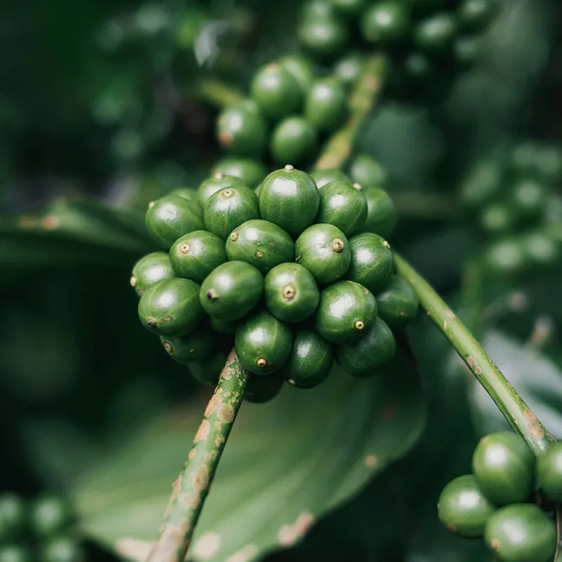 Cluster of unripe green coffee cherries growing on a branch.