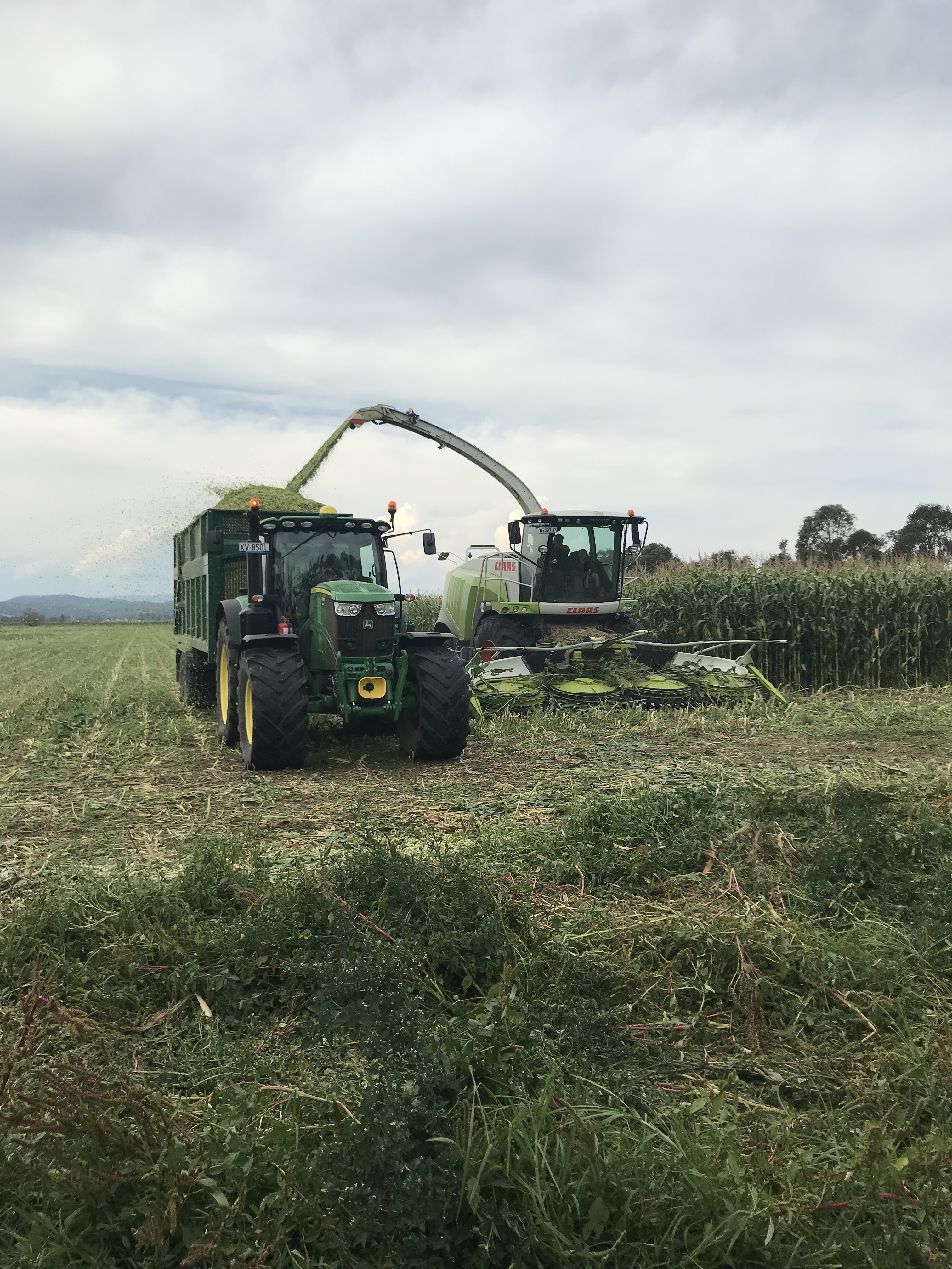harvester and trailer silaging