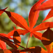 Bloodgood Japanese Maple