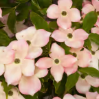 Stellar Pink Dogwood