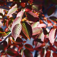American Hornbeam