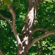 American Sycamore