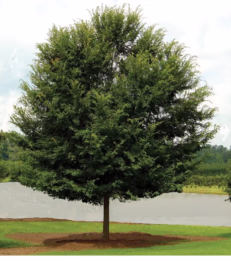 Bosque Elm