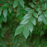 Bosque Elm