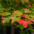 Trident Maple