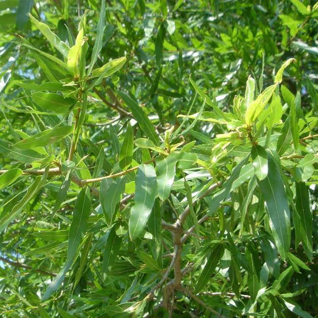 Willow Oak