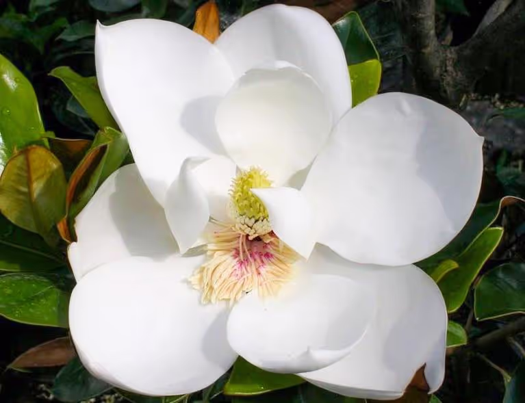 Little Gem Magnolia