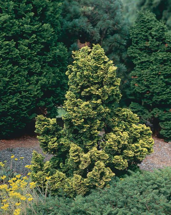 Dwarf Hinoki Cypress