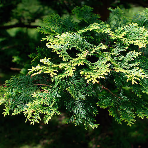 Dwarf Hinoki Cypress