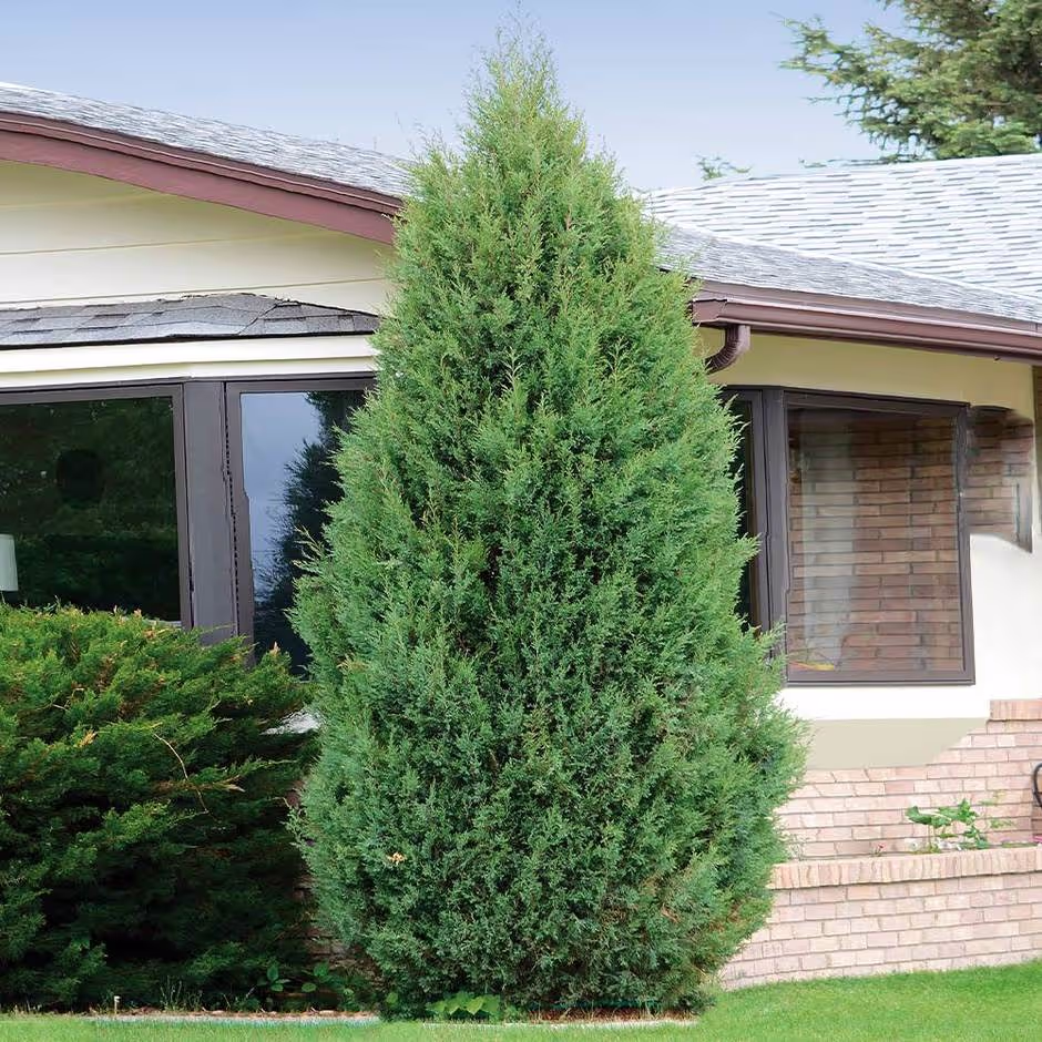 Brodie Cedar