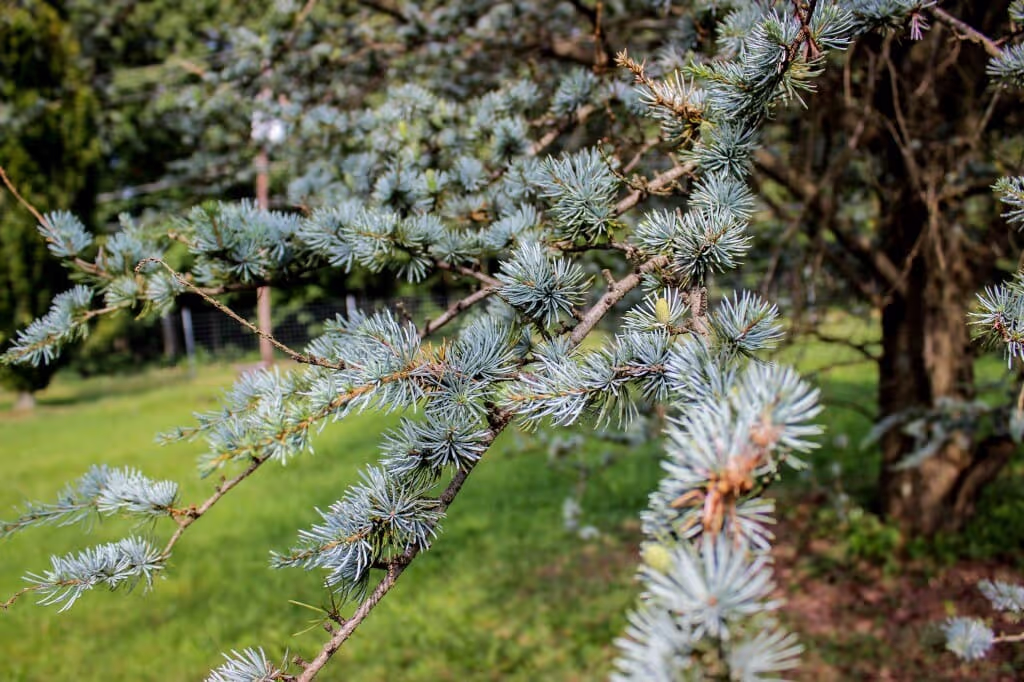 Blue Atlas Cedar