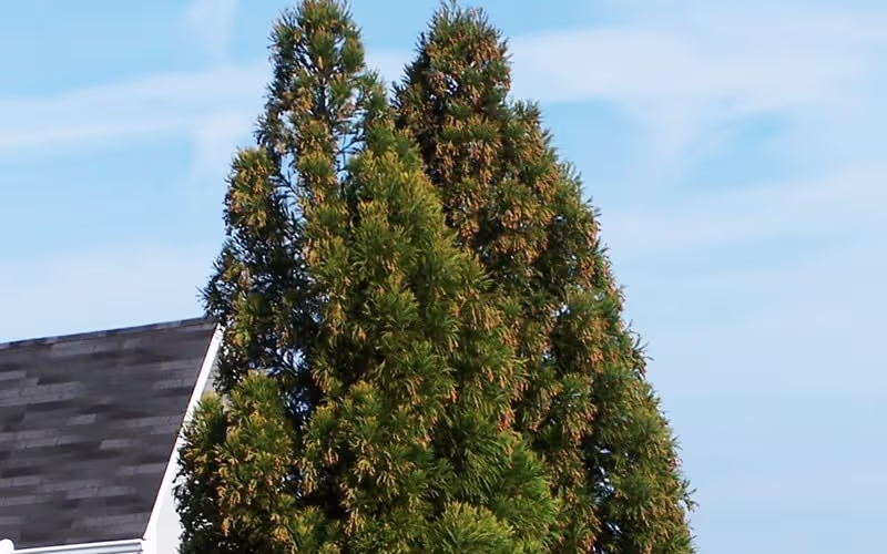 Yoshino Cryptomeria