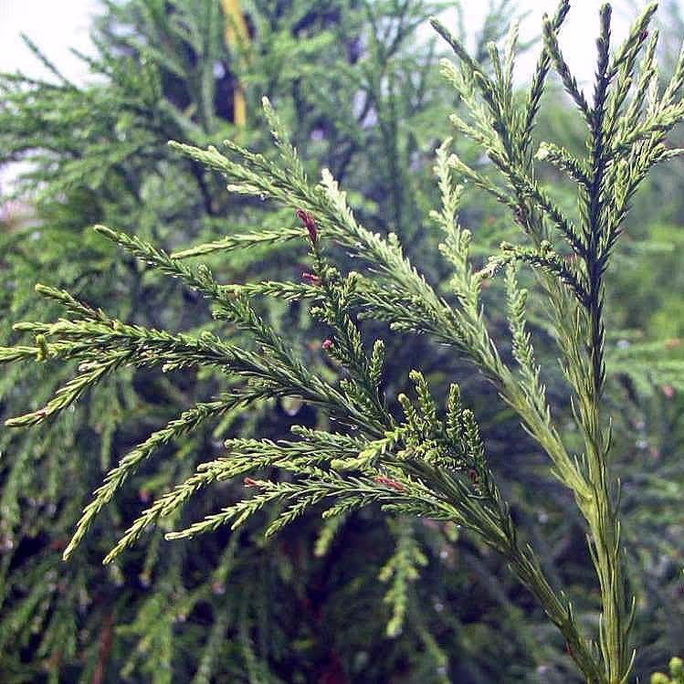 Yoshino Cryptomeria