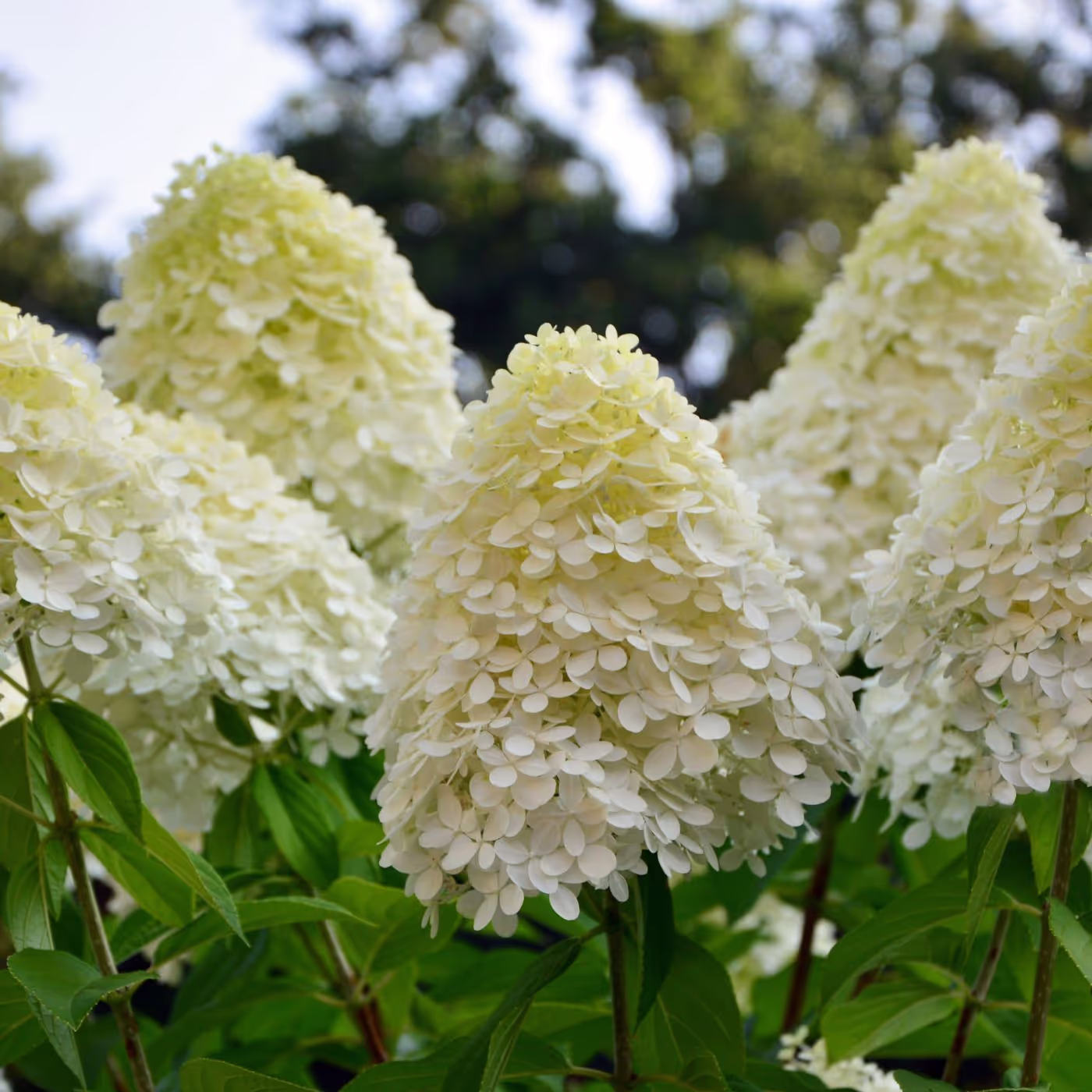 Limelight Hydrangea