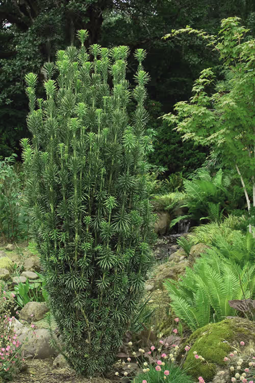 Upright Japanese Plumb Yew