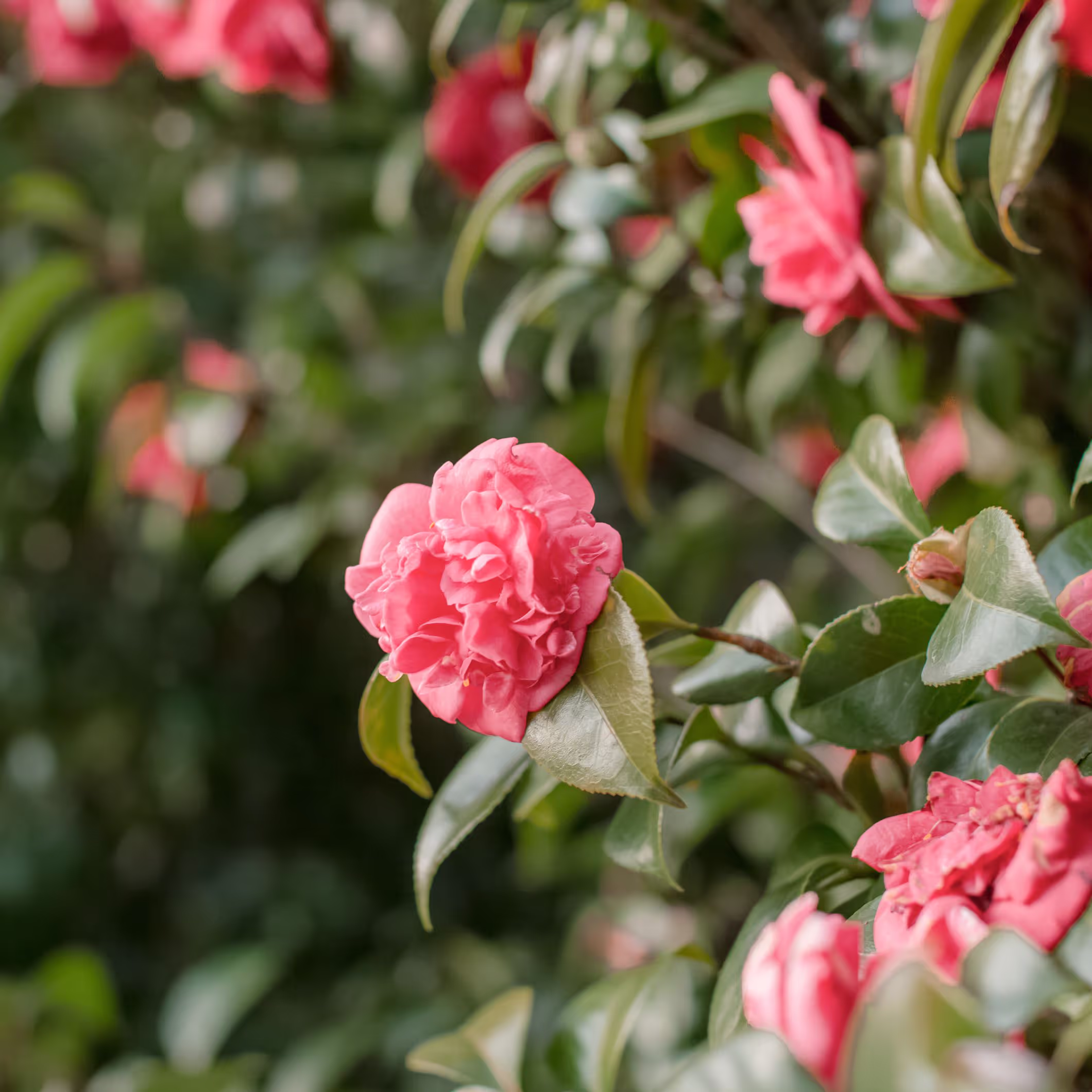 Camellia