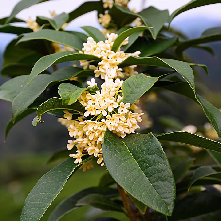 Tea Olive