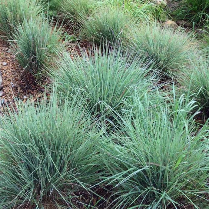Little Bluestem