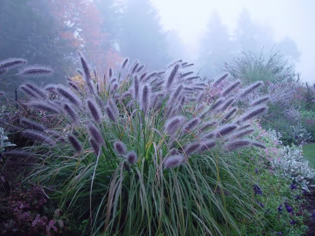 Moudry Pennisetum