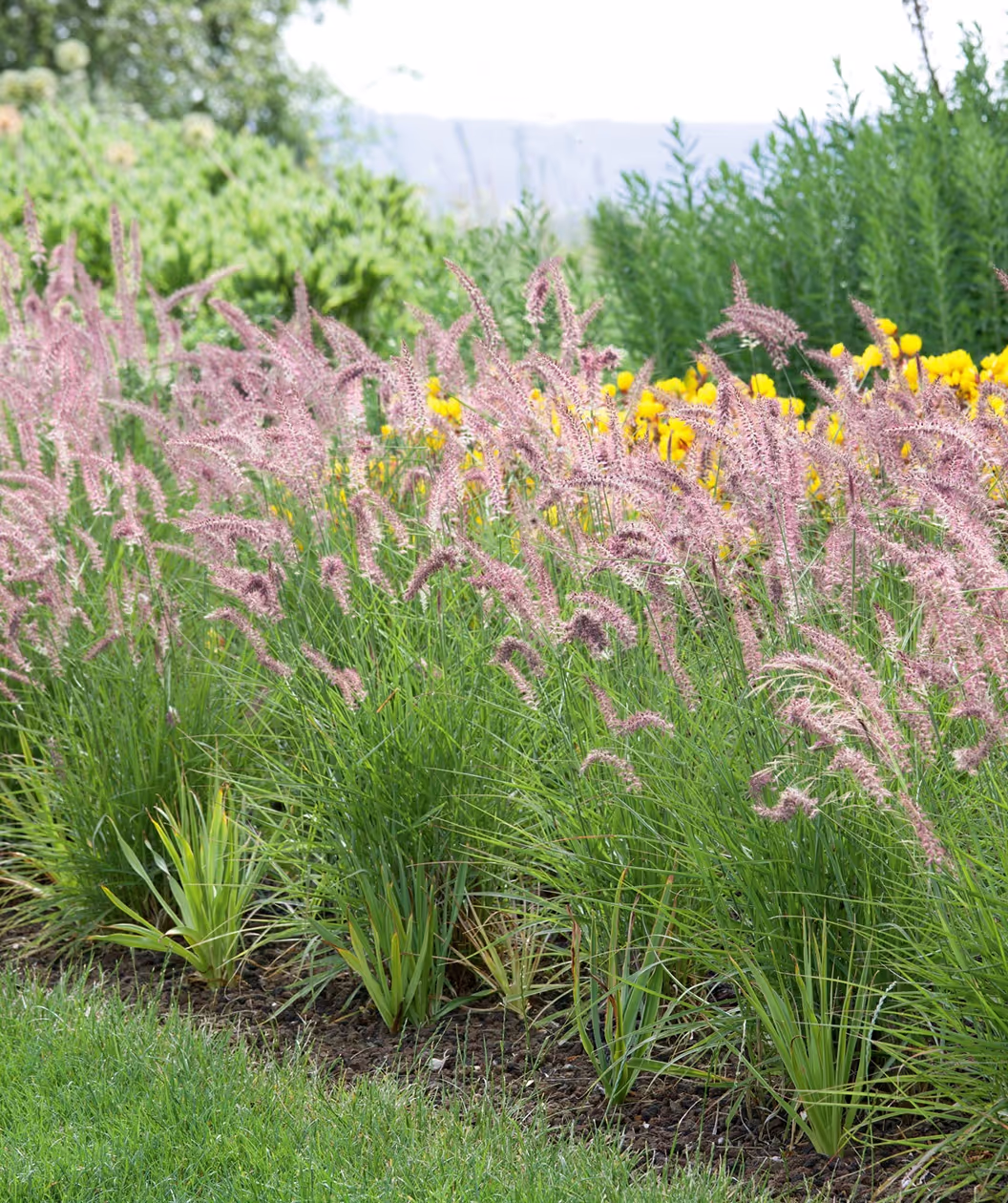 Karley Rose Fountain Grass