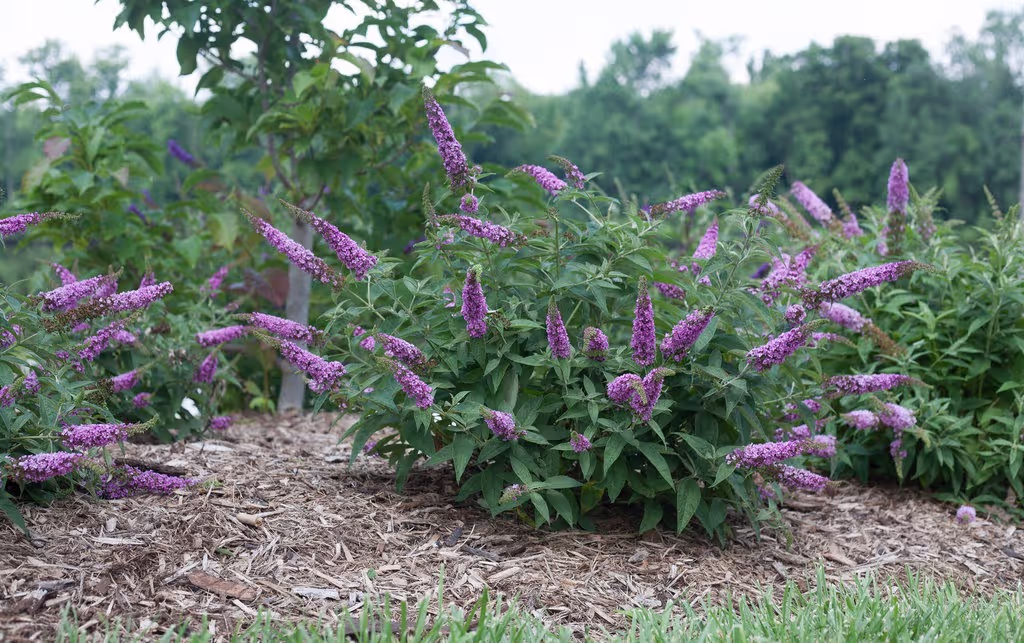 Dwarf Butterfly Bush
