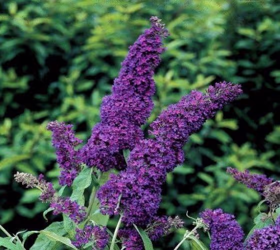 Dwarf Butterfly Bush