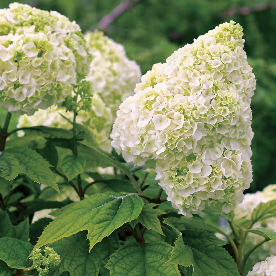Oakleaf Hydrangea