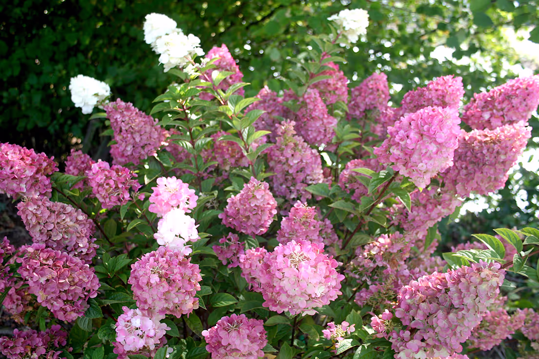 Strawberry Sundae Hydrangea