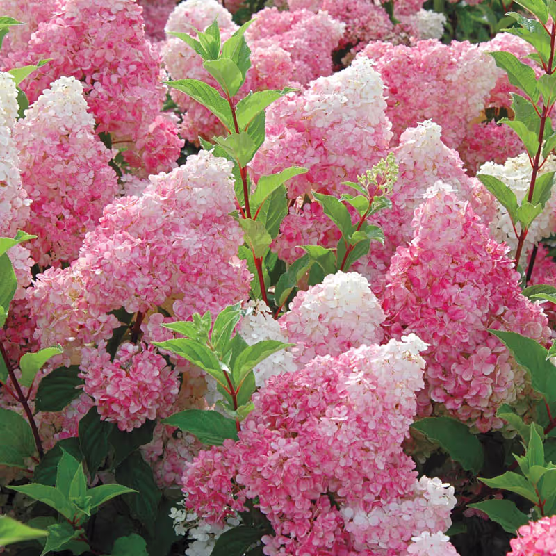 Strawberry Sundae Hydrangea