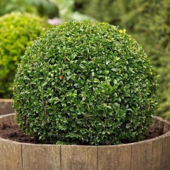 American Boxwood