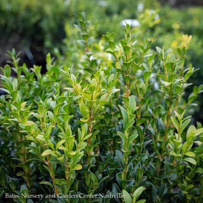 American Boxwood