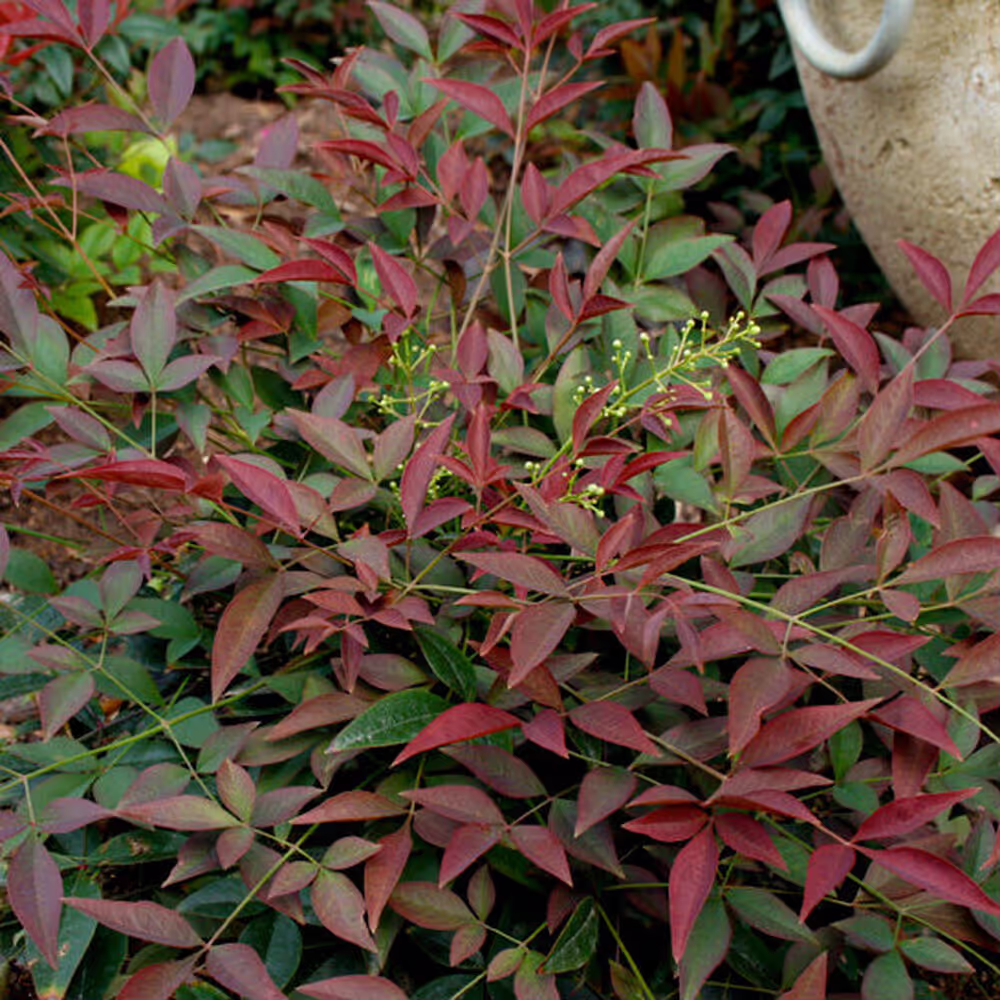 Flirt Nandina
