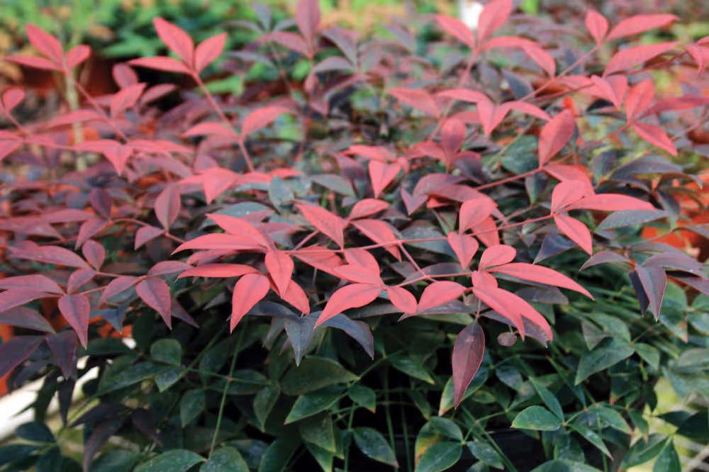 Flirt Nandina