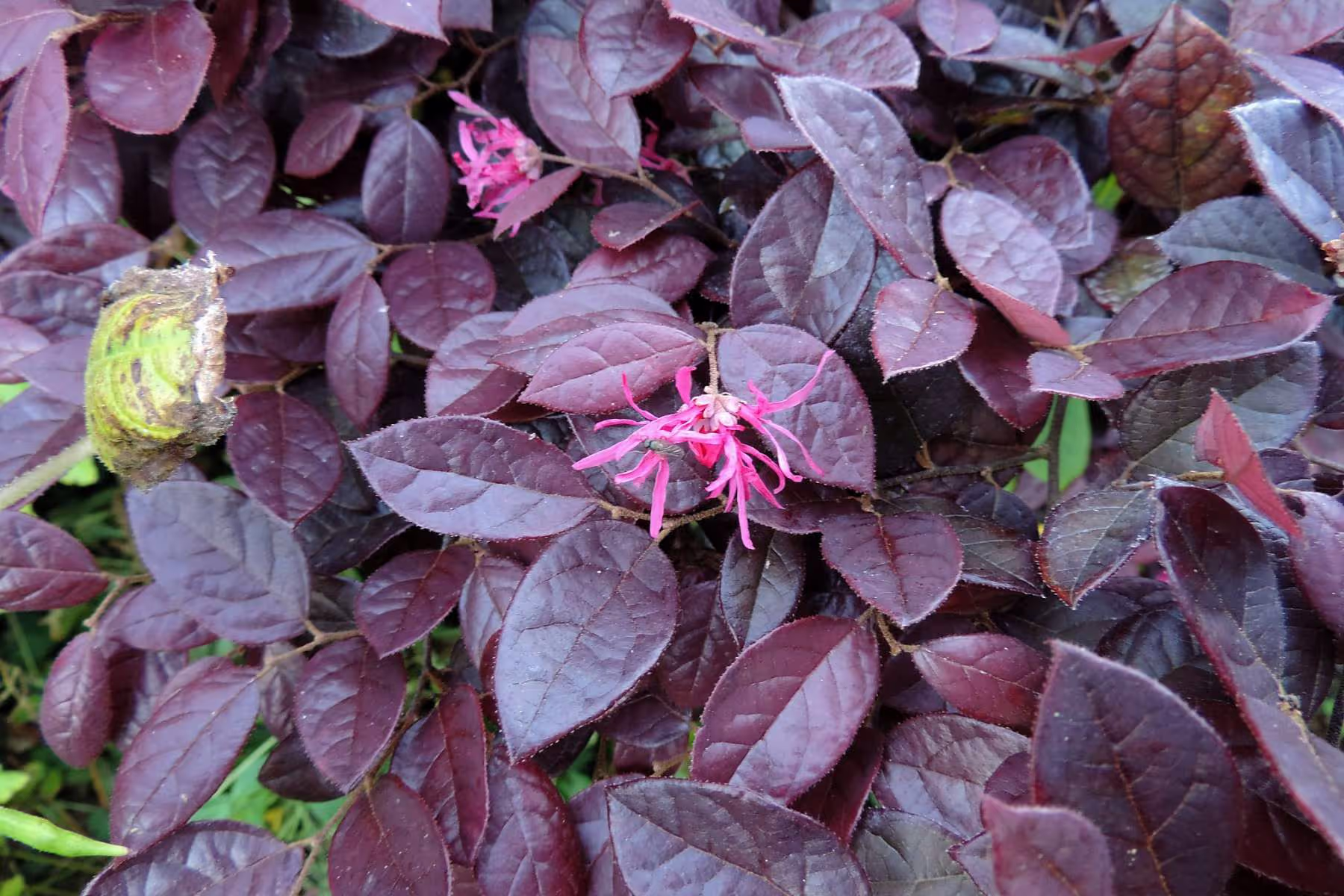 Purple Pixie Loropetalum