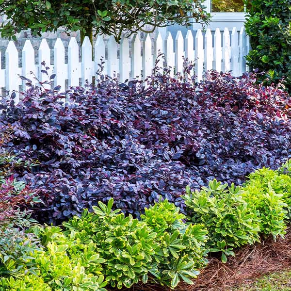Purple Diamond Loropetalum