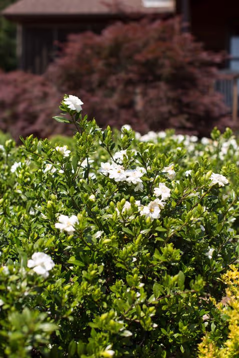Double Mint Gardenia