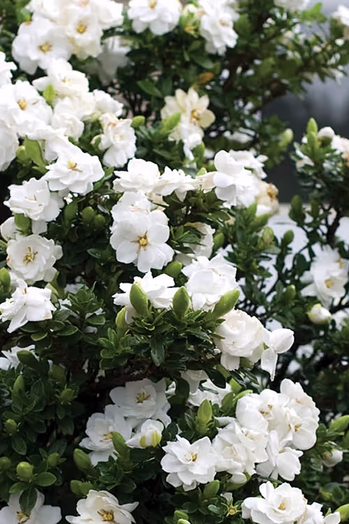 Double Mint Gardenia
