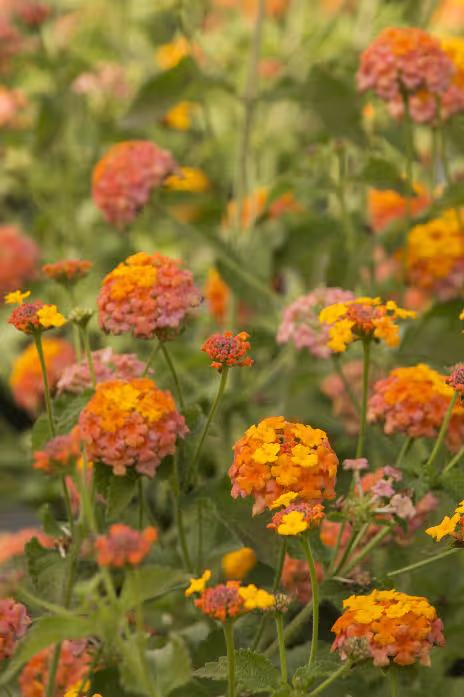 Miss Huff Lantana