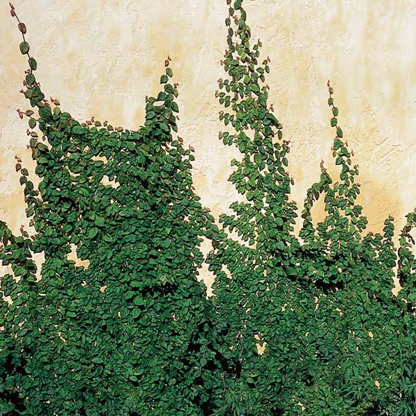 Fig Ivy