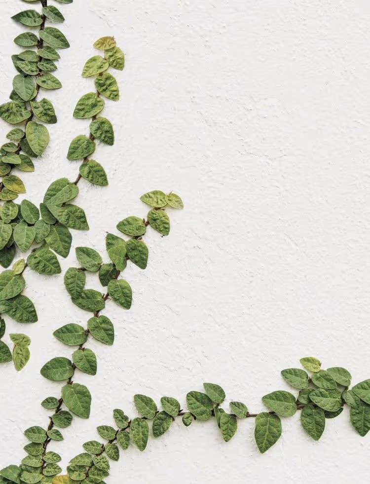 Fig Ivy