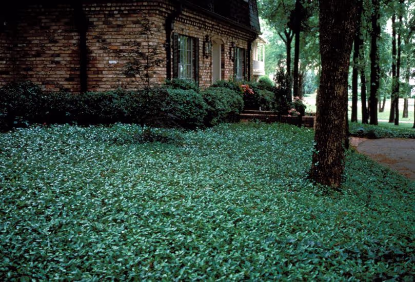 Asiatic Jasmine
