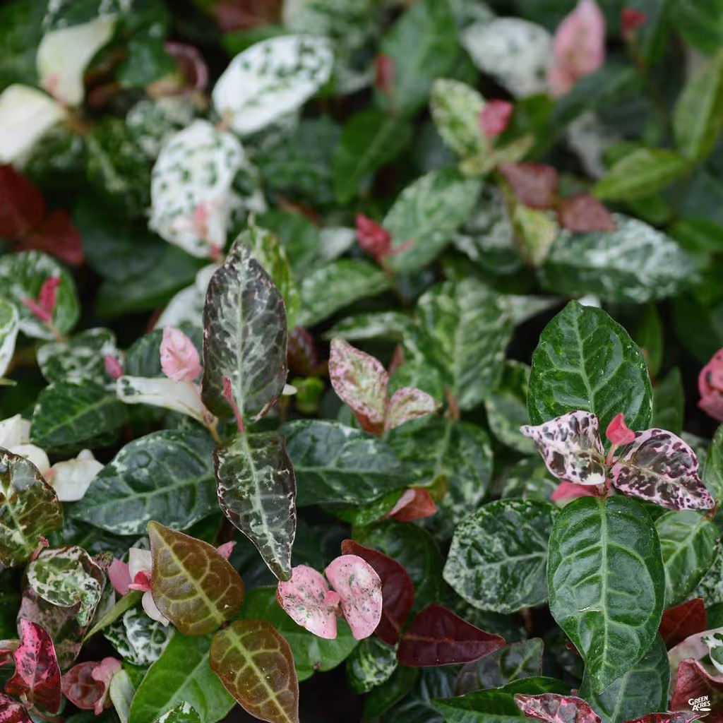 Asiatic Jasmine