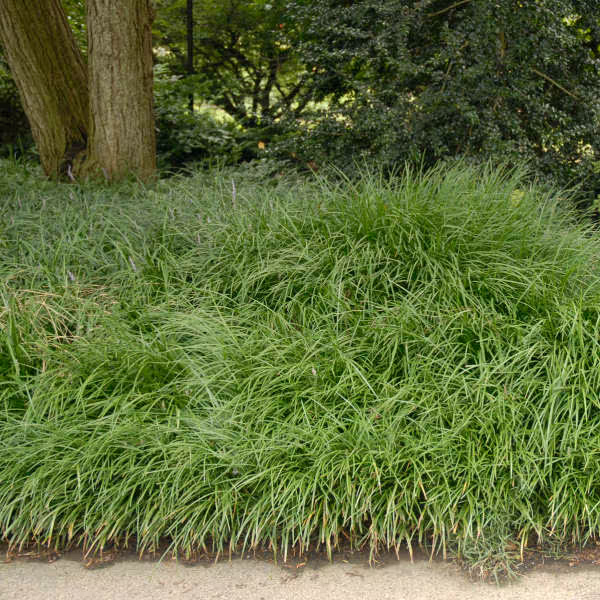 Spicata Liriope